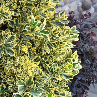 EVERGREEN SHRUBS