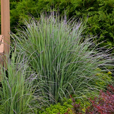 ORNAMENTAL GRASSES