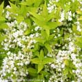 DEUTZIA, CHARDONNAY PEARLS 2 GAL