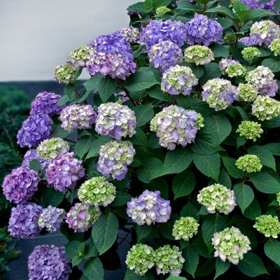 FLOWERING SHRUBS