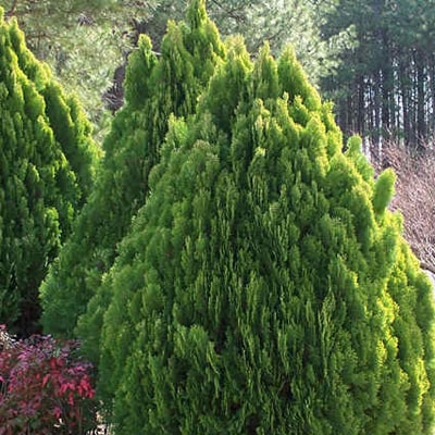 CONIFERS