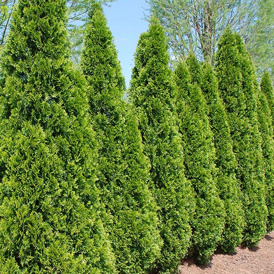 EMERALD GREEN ARBORVITAE