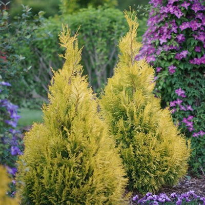 PROVEN WINNERS ARBORVITAE