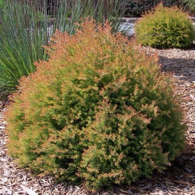 SHRUB ARBORVITAE