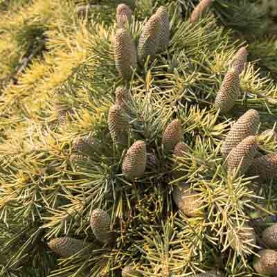 CEDAR SHRUB