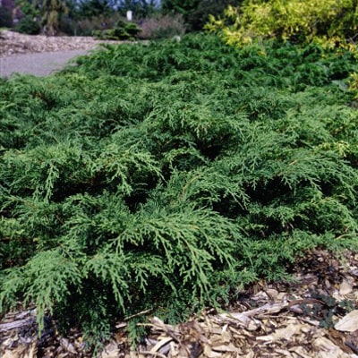 CYPRESS SHRUB