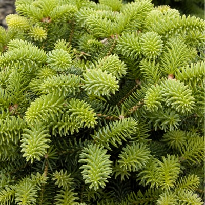 FIR SHRUB