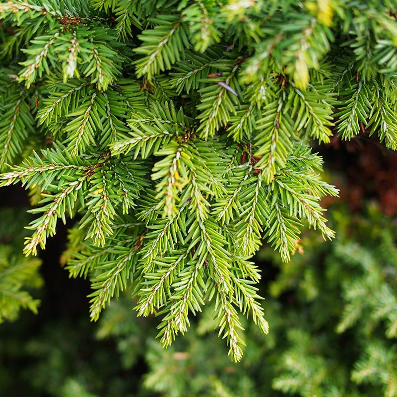 HEMLOCK