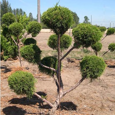 JUNIPER SPECIAL TRIM