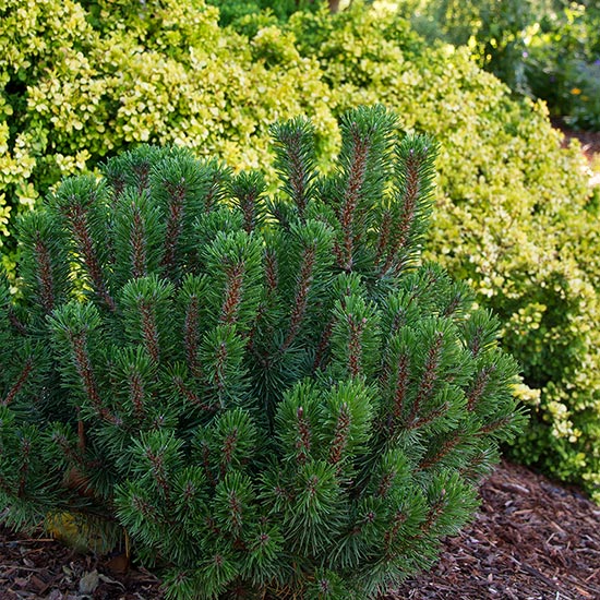 MUGO PINE