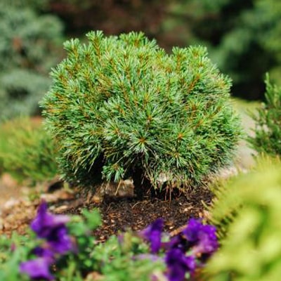 PINE SHRUB