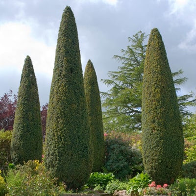 COLUMNAR YEWS