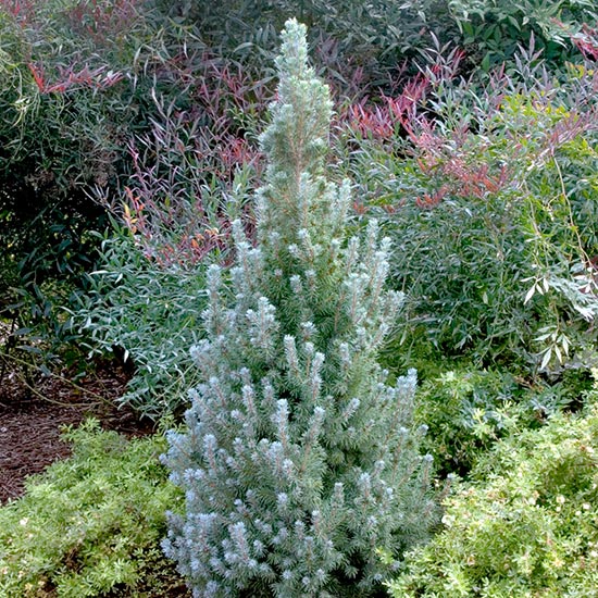 ALBERTA DWARF SPRUCE