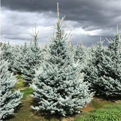 COLORADO SPRUCE TREES