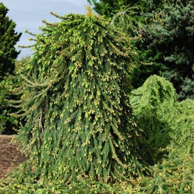 NORWAY SPRUCE