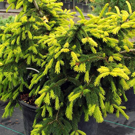 ORIENTAL SPRUCE