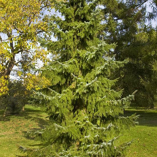 SERBIAN SPRUCE