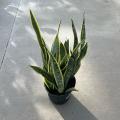 SANSEVIERIA LAURENTII 8"