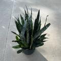 SANSEVIERIA ZEYLANICA 8"