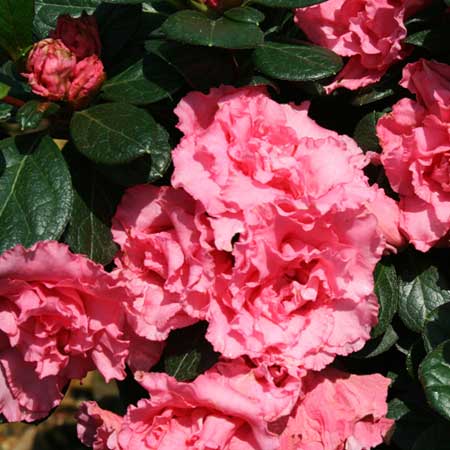 Bloom-A-Thon® Pink Double Reblooming Azalea 8"