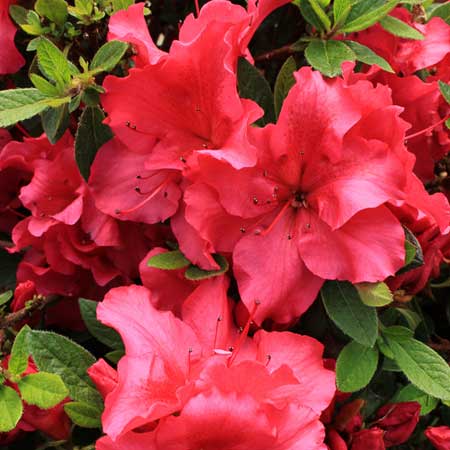 Bloom-A-Thon® Red Reblooming Azalea 3-5G