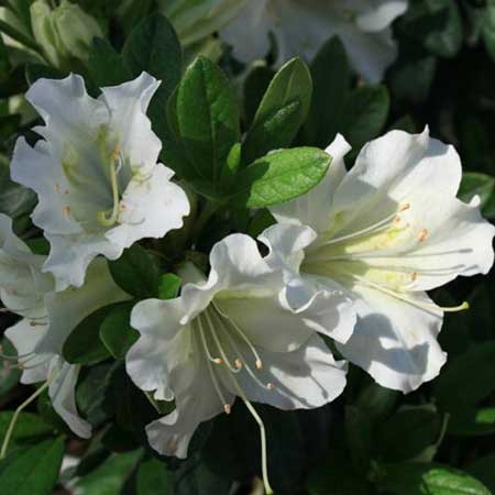 Bloom-A-Thon® White Reblooming Azalea 3-5G