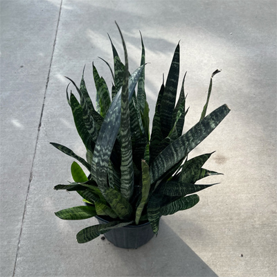 SANSEVIERIA ZEYLANICA 8"