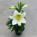 EASTER LILY   6"