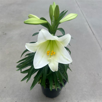 EASTER LILY   6"