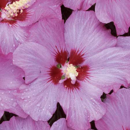 Rose Satin Rose of Sharon 'Althea'  5G