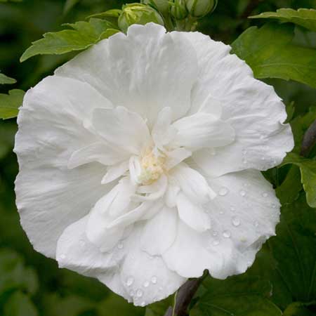 White Chiffon Rose of Sharon 'Althea' 3-5G