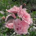 Pink Chiffon Rose of Sharon 'Althea' 10G