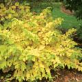 DOGWOOD, ARCTIC SUN 2 GAL