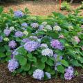 HYDRANGEA, LD SKY VIEW 2 GAL