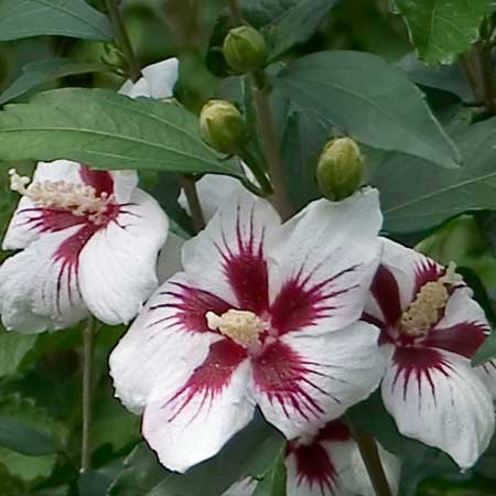 'Lil' Kim Rose of Sharon 'Althea' 3-5G