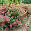 SPIREA, DOUBLE PLAY DOOZIE 2 GAL