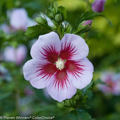 Orchid Satin Rose of Sharon 'Althea' 3-5G