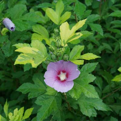 Paraplu Adorned Rose of Sharon 'Althea' 2G