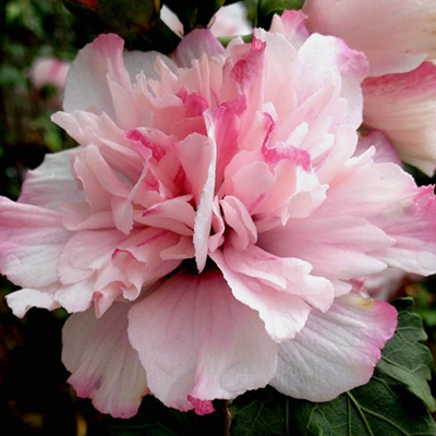 Peppermint Smoothie Rose of Sharon 'Althea '1-gal