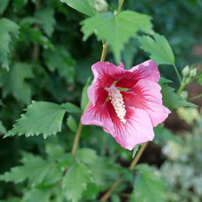 Red Pillar Rose of Sharon 'Althea' 2G