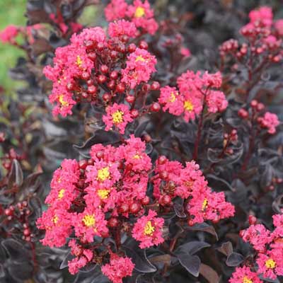 CRAPE MYRTLE, CNTR STAGE PINK 2G