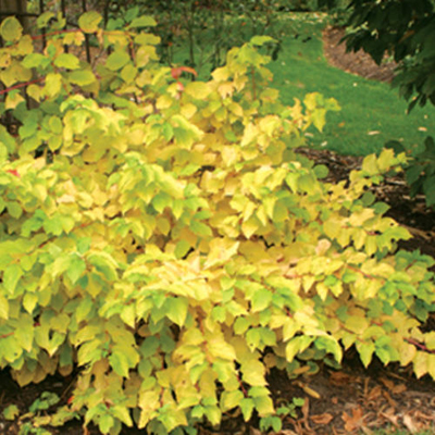 DOGWOOD, ARCTIC SUN 2 GAL