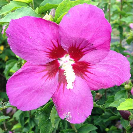 'Lil' Kim Violet Rose of Sharon 'Althea' 3-5G