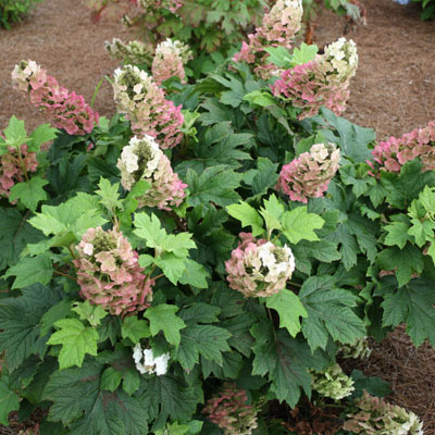 Jetstream Oakleaf Hydrangea 3-5G