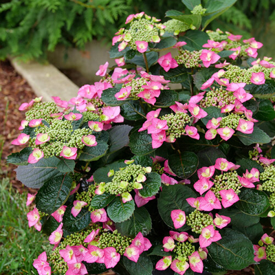 Tuff Stuff Top Fun® Reblooming Mountain Hydrangea 2G