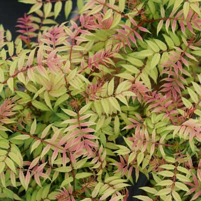 SORBARIA, MR MUSTARD 3-5GAL