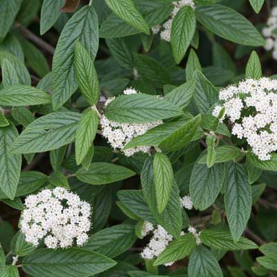 VIBURNUM, EMERALD ENVY 3-5 GAL