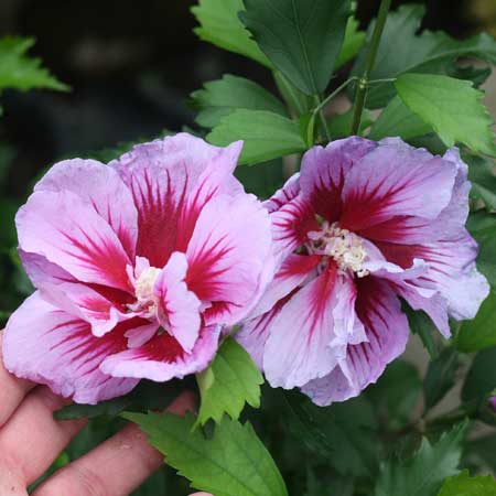 ALTHEA, PURPLE PILLAR 2 GALLON