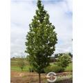 Streetspire Oak (2")