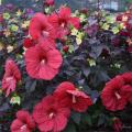Summerific&reg; 'Holy Grail' Rose Mallow Hibiscus hybrid 3G
